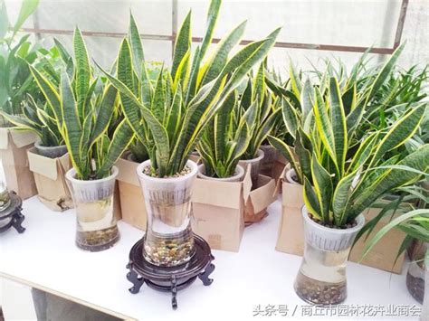 虎尾蘭放財位|虎尾蘭財位：擺對位置，讓財運滾滾來！ – 植物盆栽綠寶典